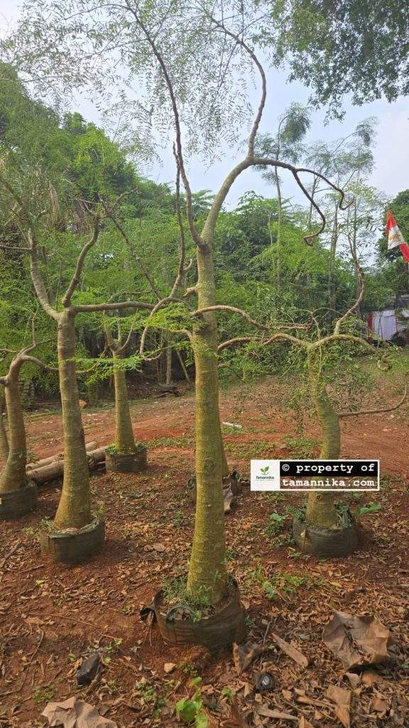 jual pohon moringa afrika planterbag tinggi 2m