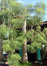 jual pohon moringa afrika bonsai