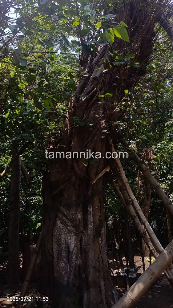 Jual Pohon Bodhi di Bangli