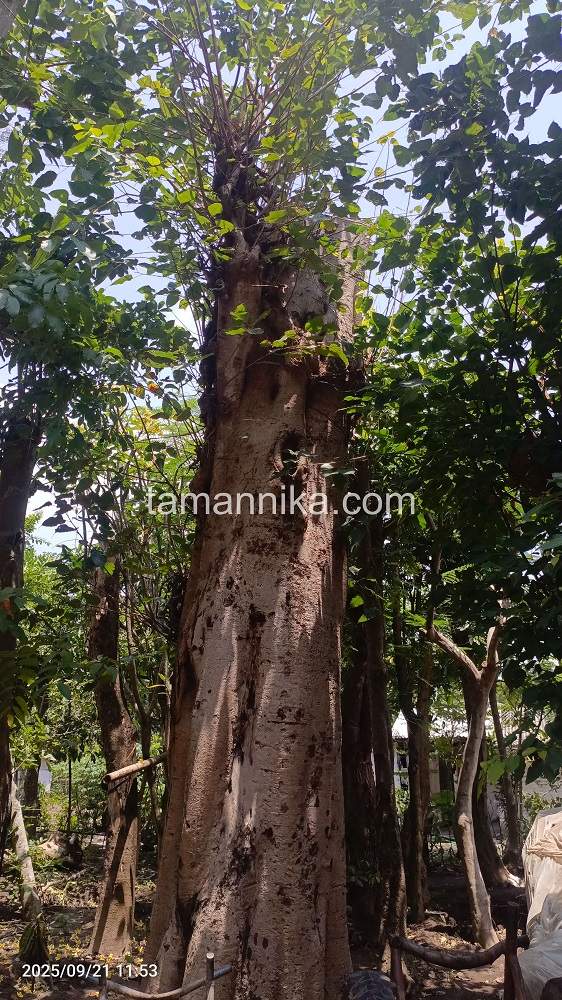 Jual Pohon Bodhi di Badung