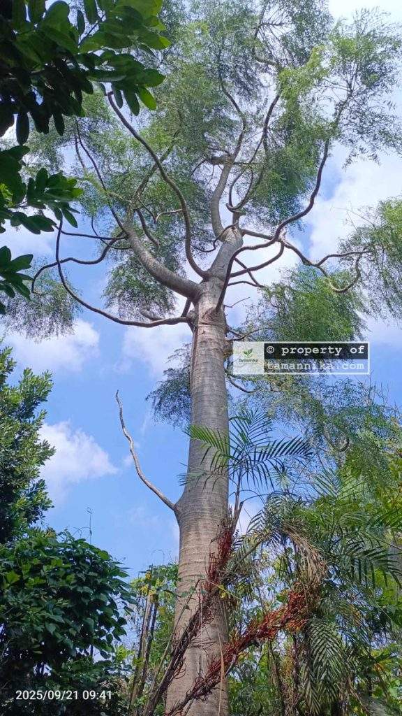 pohon moringa afrika besar 20