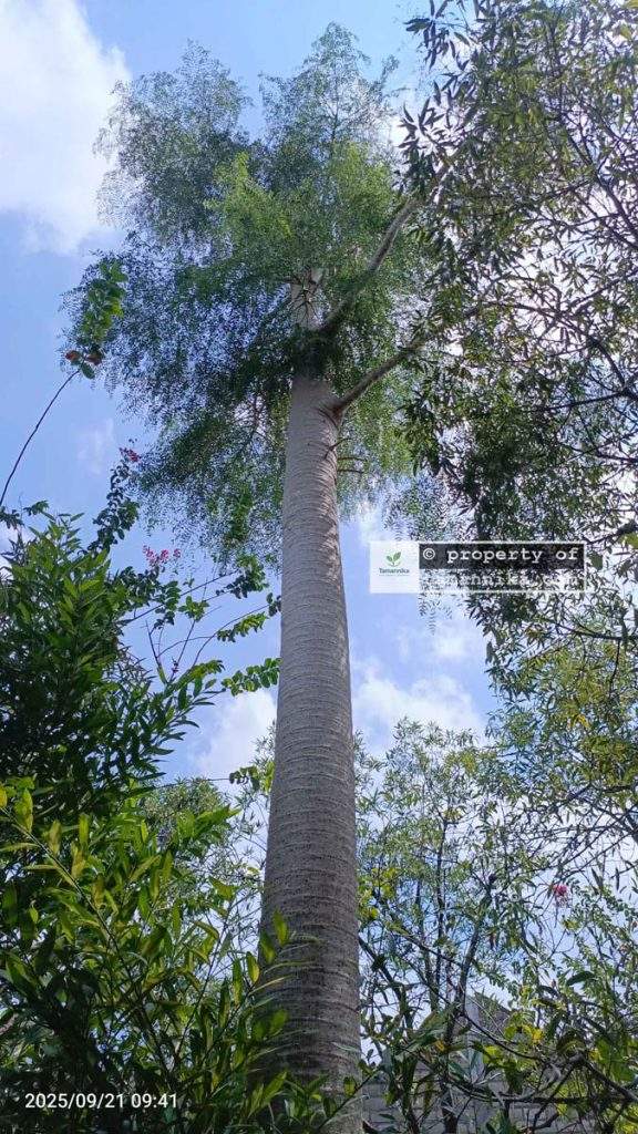 Jual Pohon Moringa Afrika untuk Resto