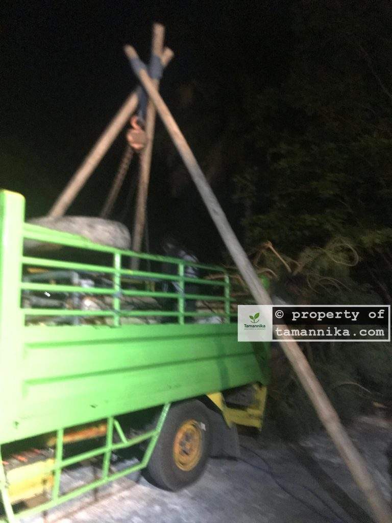 proses pengiriman pohon moringa besar
