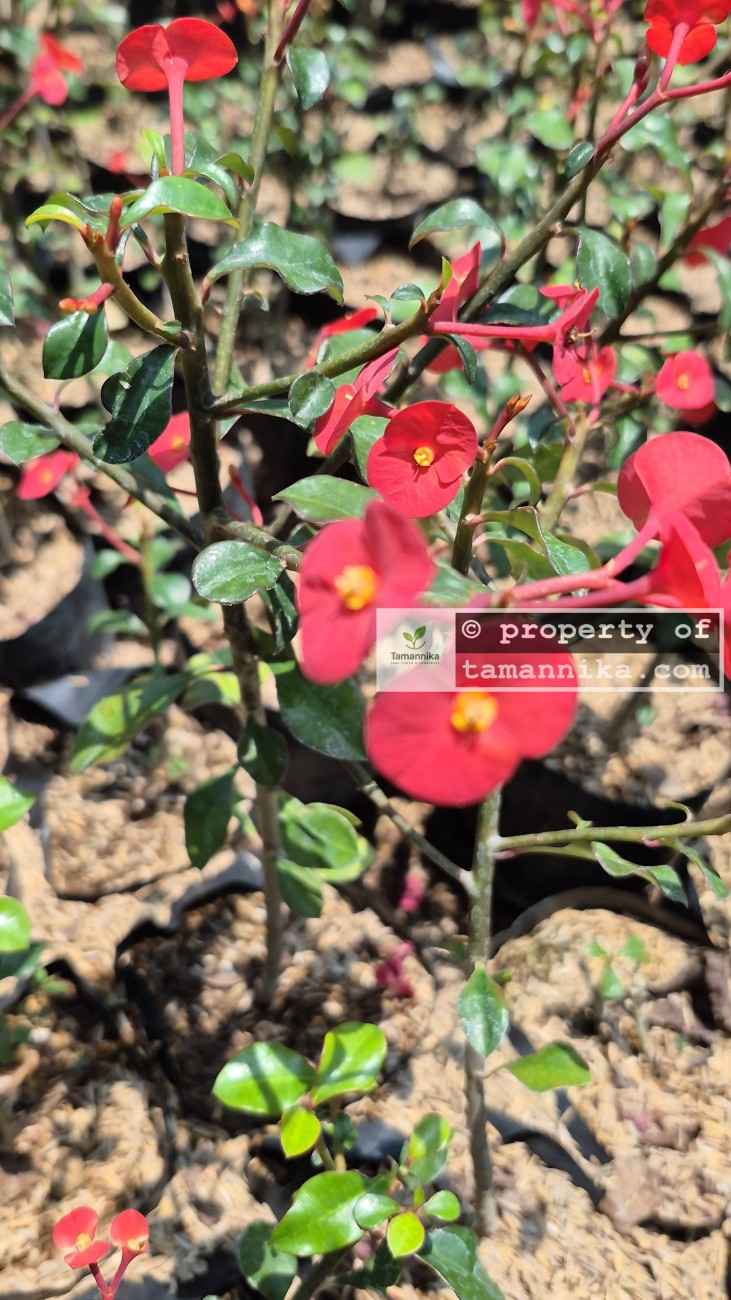 euphorbia4