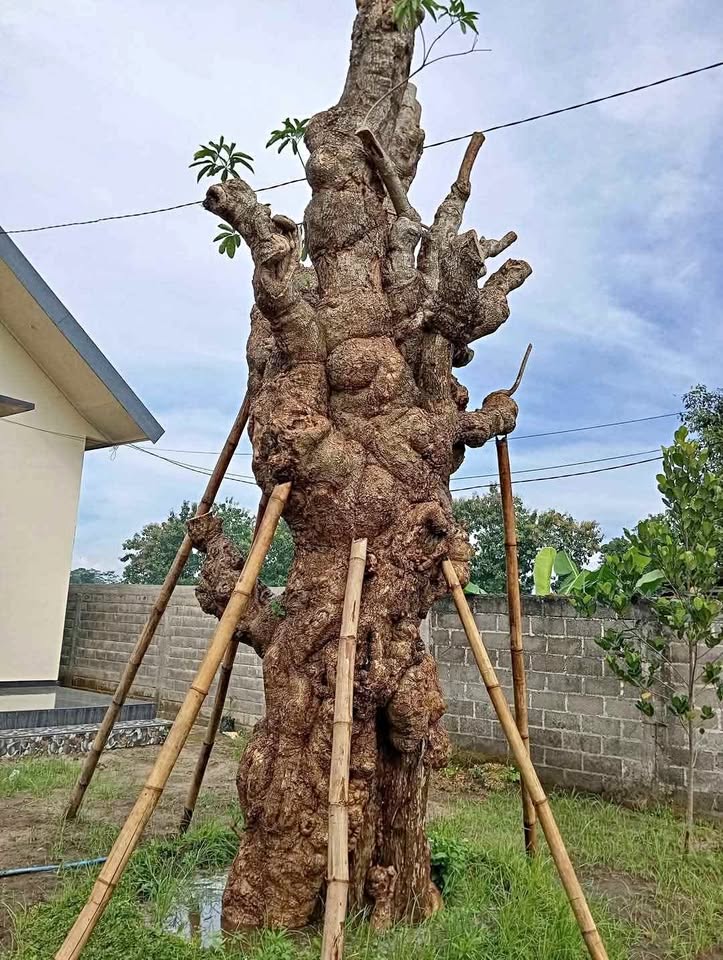 jual Pohon Pule Bonsai Mini