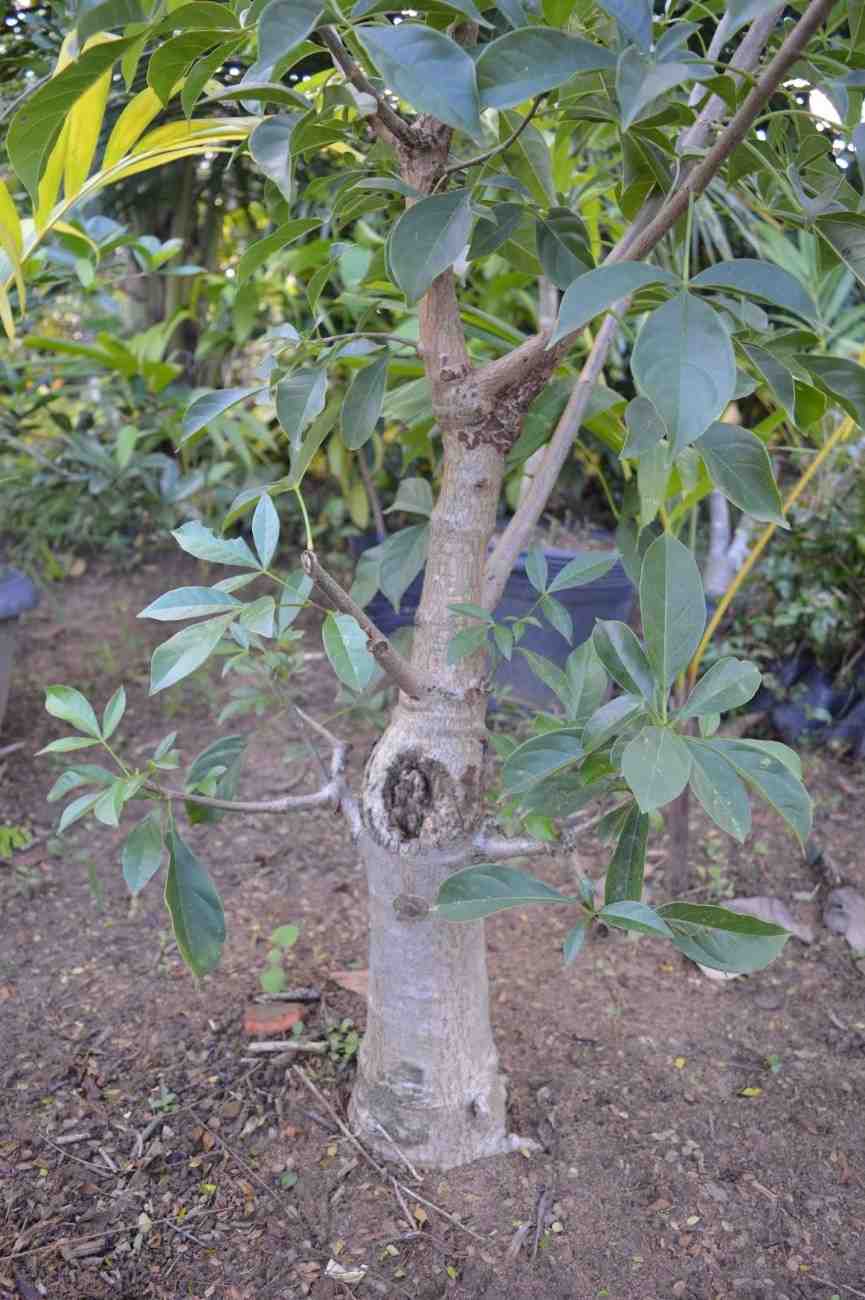 Pohon Baobab Ukuran Kecil