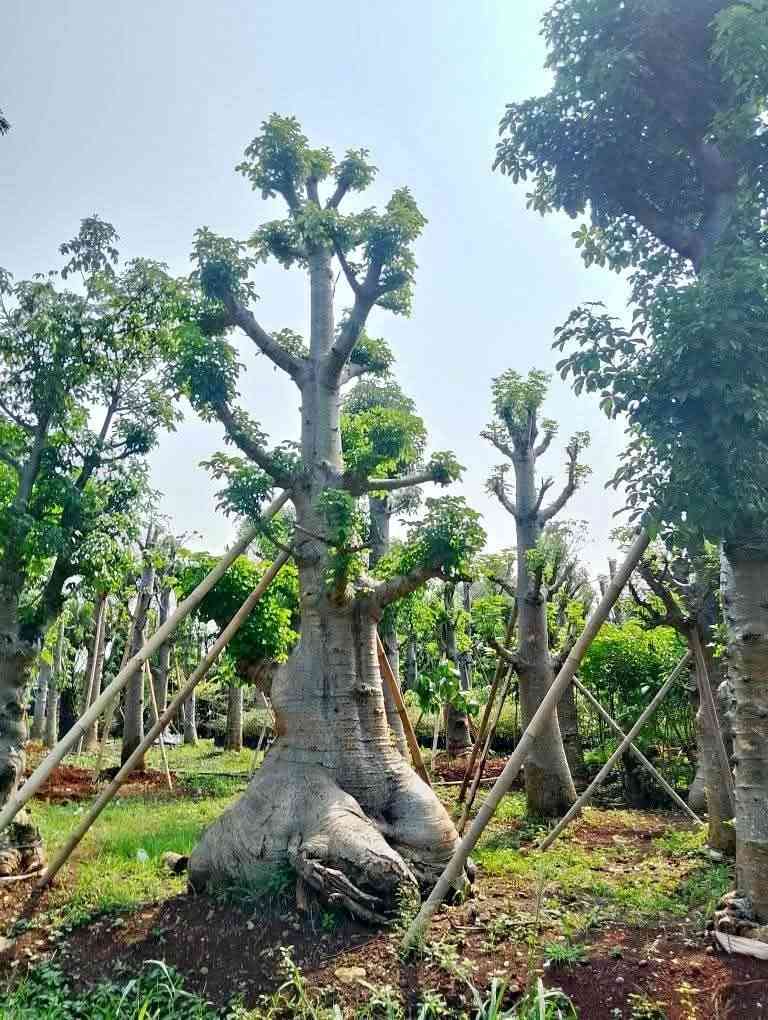 jual pohon baobab 10
