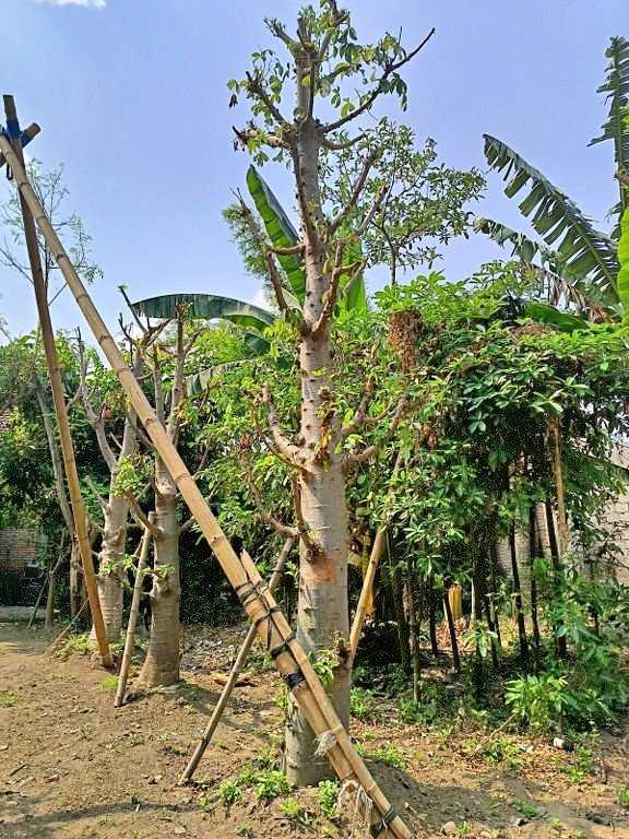 jual pohon baobab 11