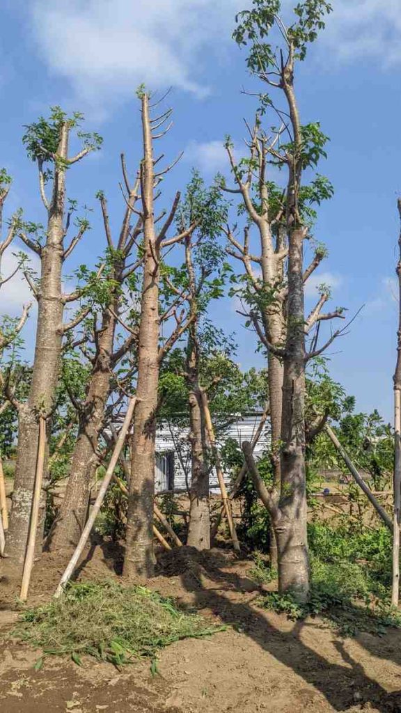 jual pohon baobab 2