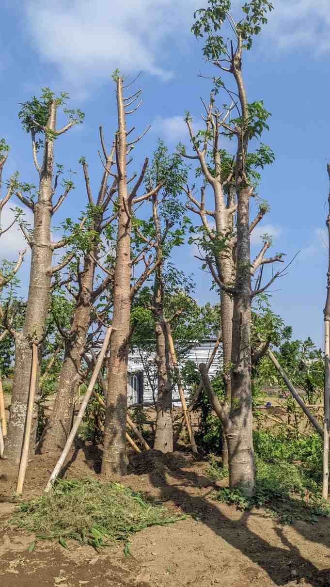 Batang Pohon Baobab unik dan kokoh