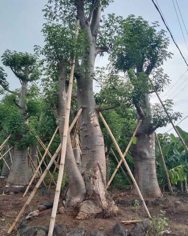 jual pohon baobab 4