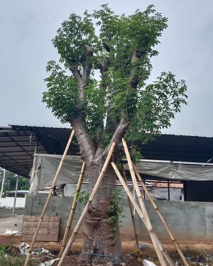 Pohon Tabebuya