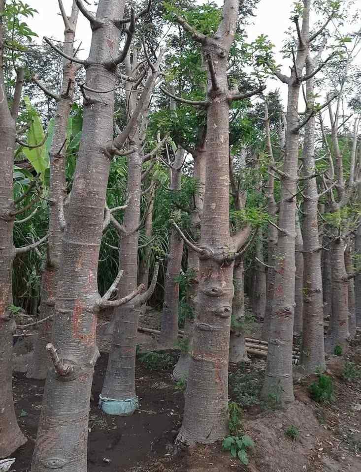 jual pohon baobab 7