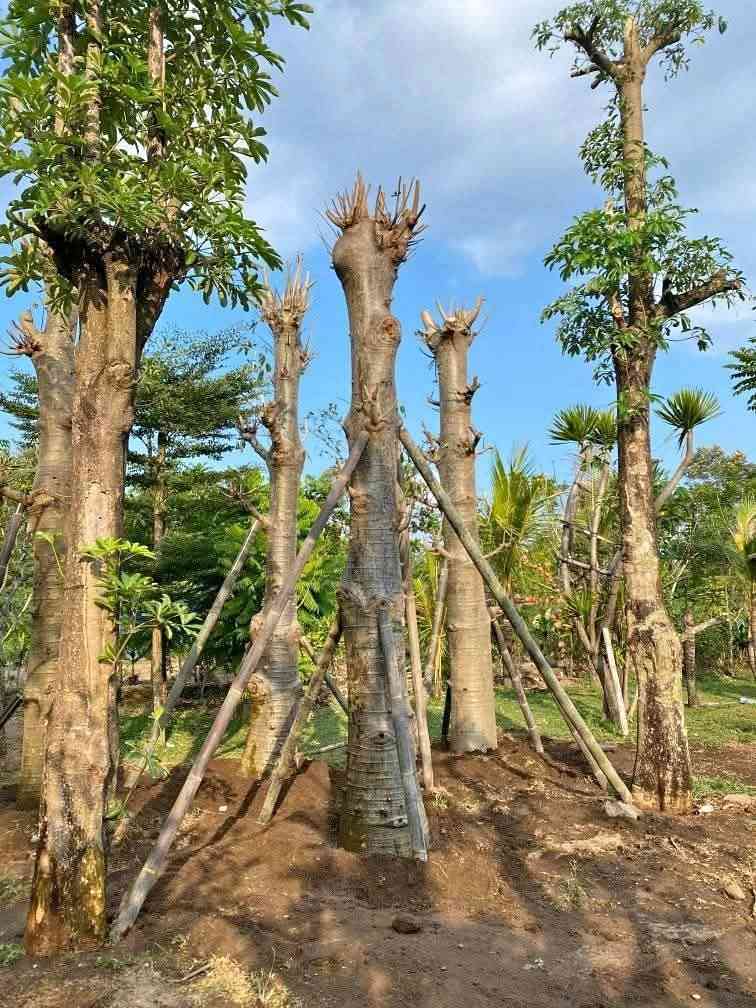 jual pohon baobab 9