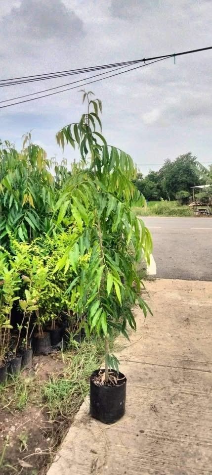jual pohon glodokan tiang 10