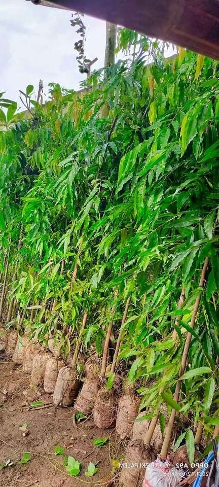 jual pohon glodokan tiang 11