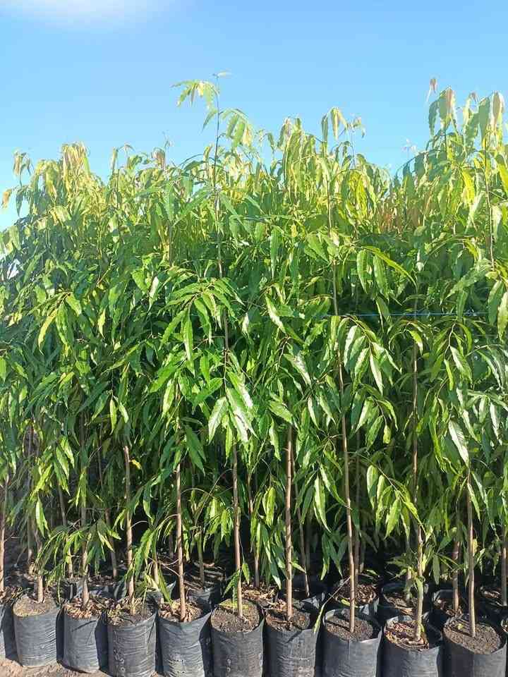 jual pohon glodokan tiang 13