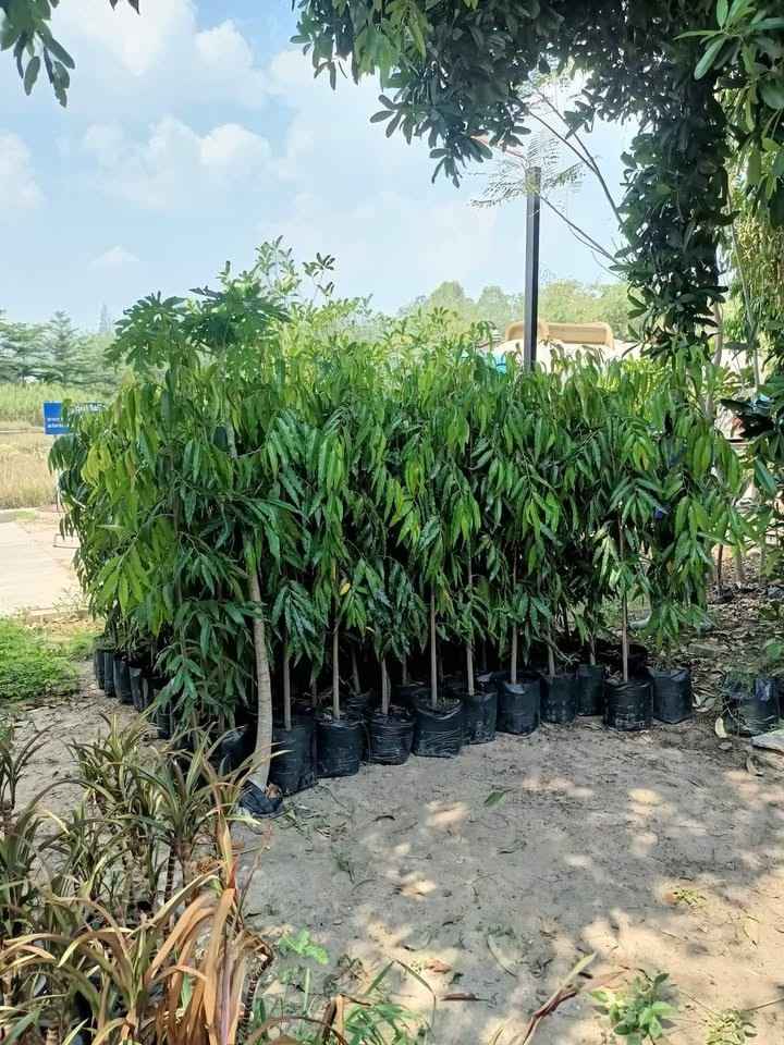 jual pohon glodokan tiang 14