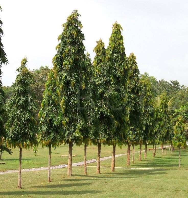 Pohon Glodokan Tiang