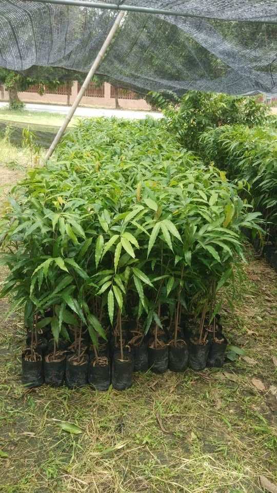 jual pohon glodokan tiang 2