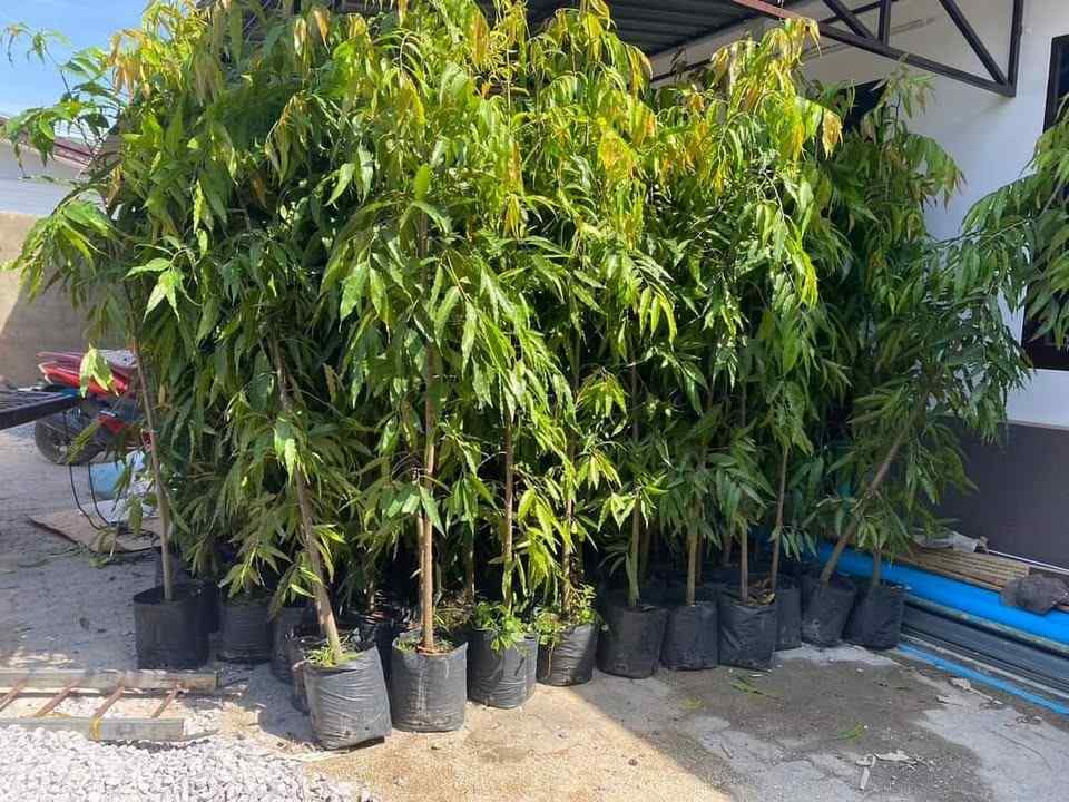 jual pohon glodokan tiang 3
