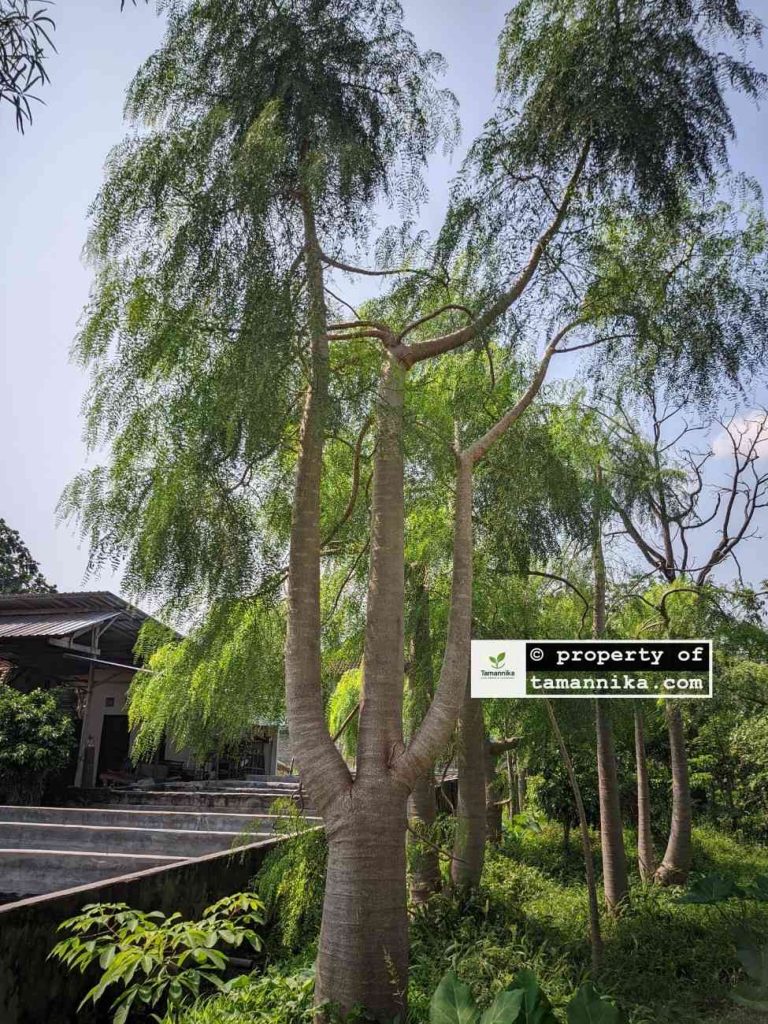 jual pohon moringa afrika grouping tiga