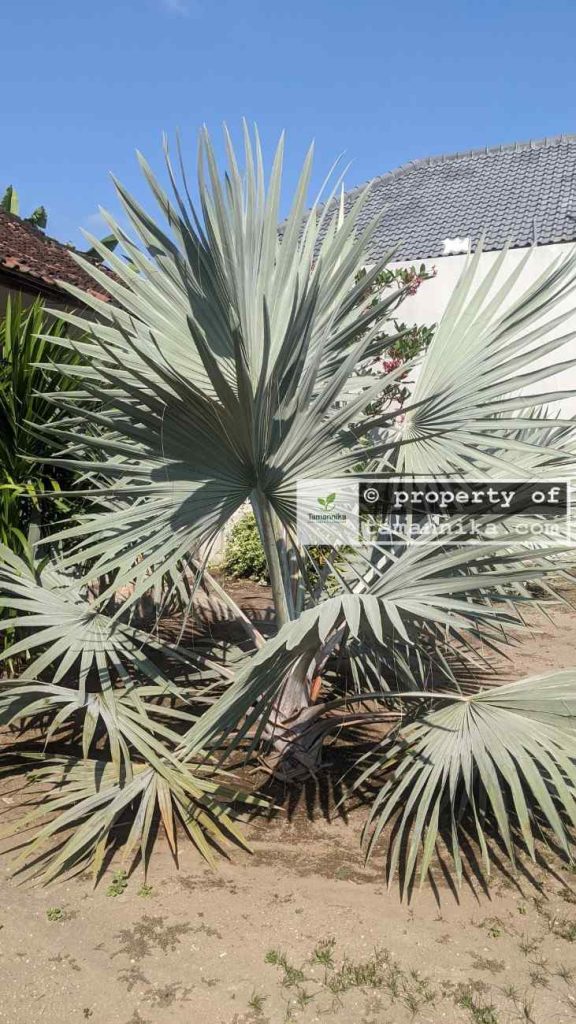 jual pohon palem bismarkia silver 1