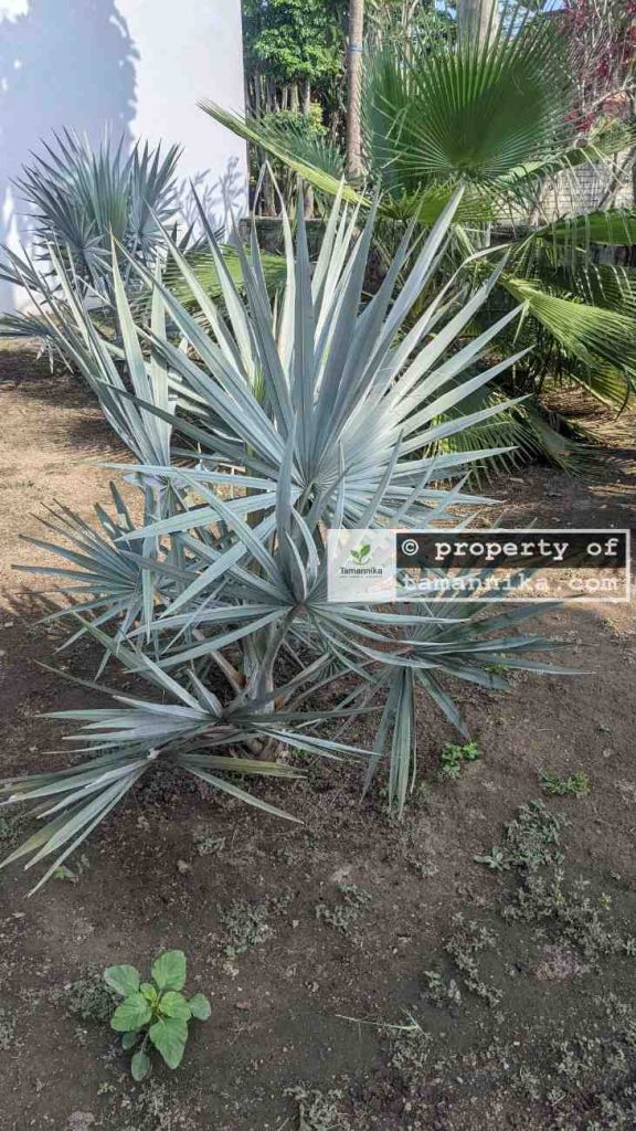 jual pohon palem bismarkia silver 3