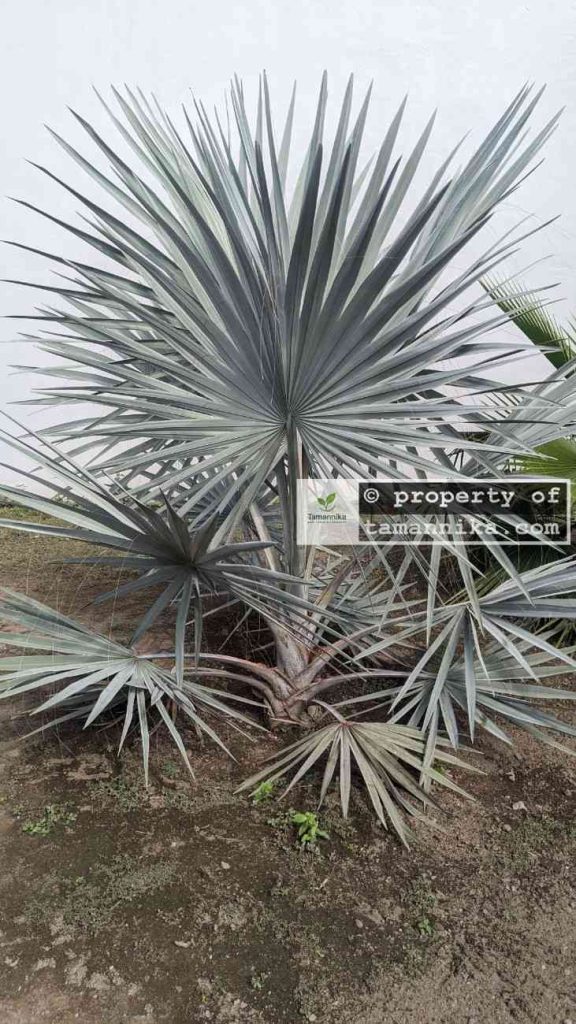 jual pohon palem bismarkia silver 5