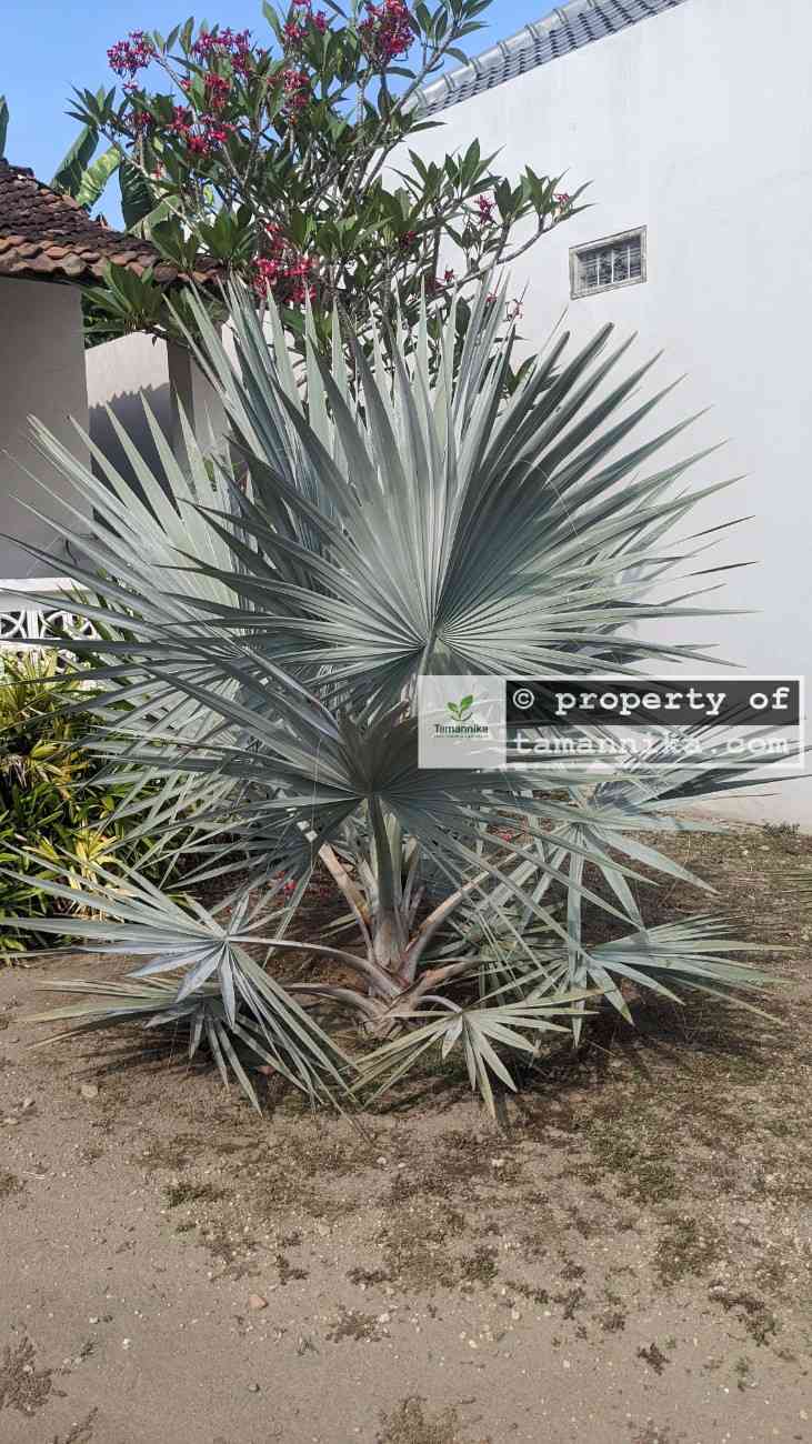 Jual Pohon Palem Bismarkia Silver Tinggi ±2-3 Meter