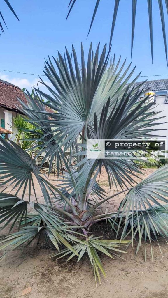 jual pohon palem bismarkia silver 7