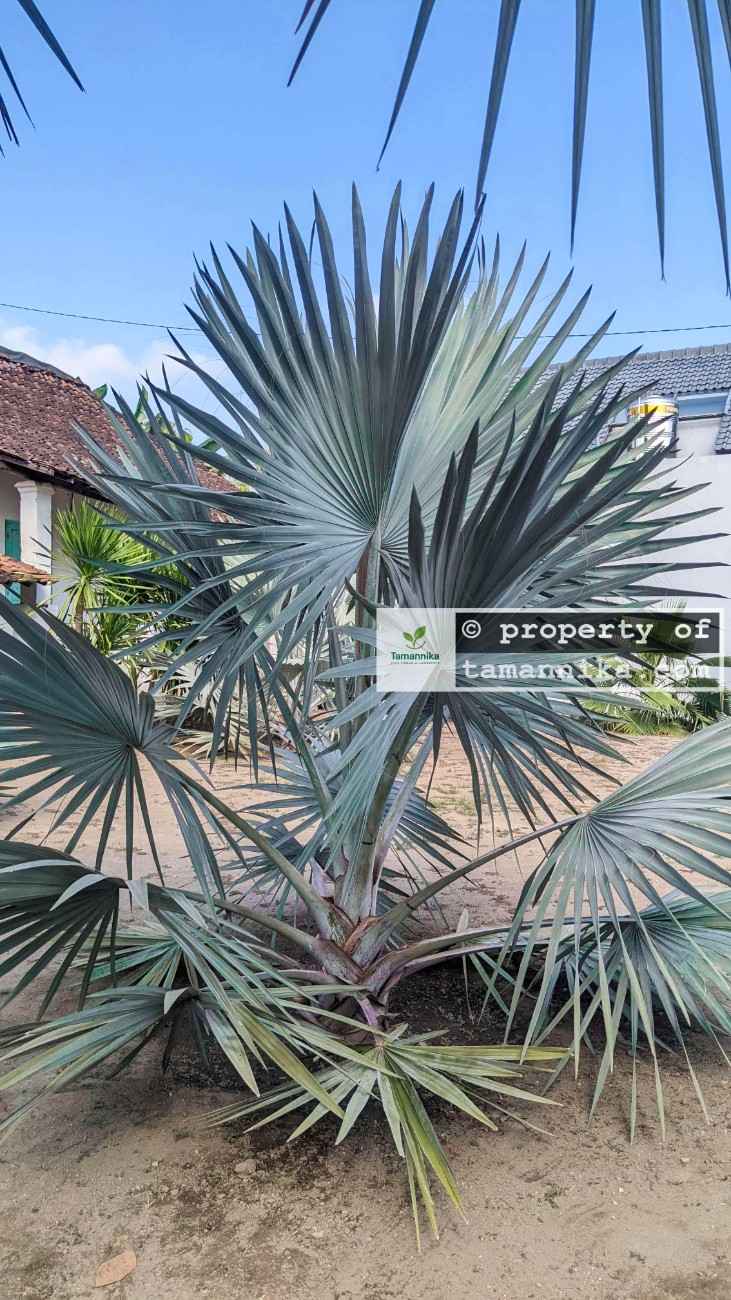 Pohon Tabebuya