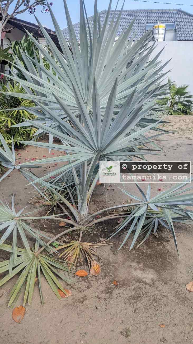 Bibit Pohon Palem Bismarkia Silver