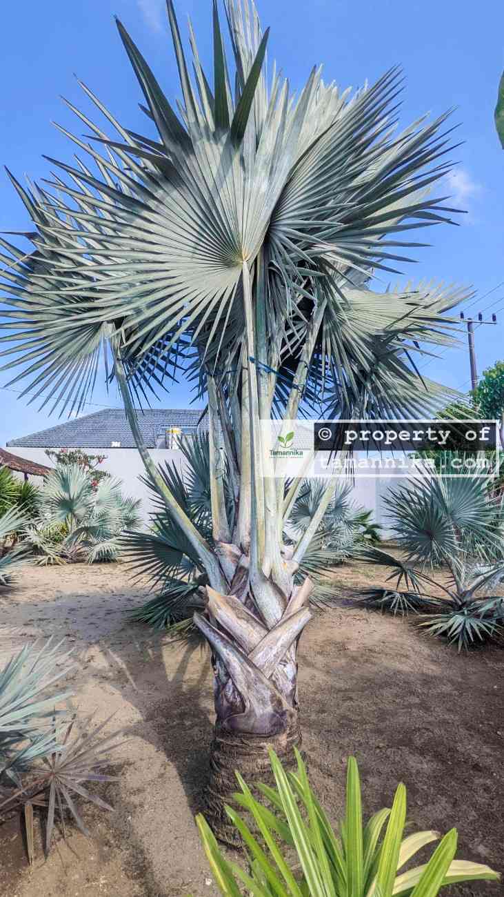 Jual Pohon Palem Bismarkia Silver Tinggi ±4-6 Meter