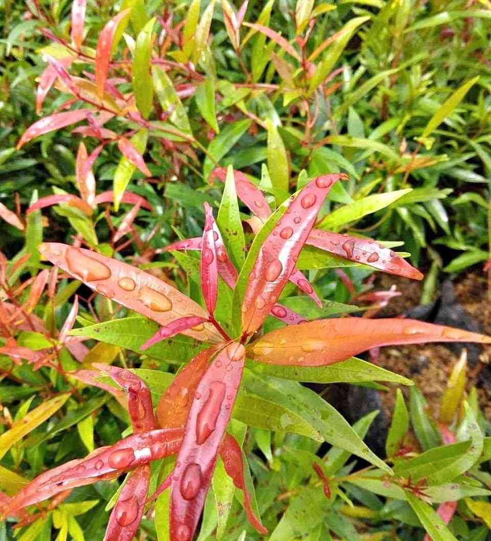 Pohon Pucuk Merah rimbun dengan daun muda merah menyala