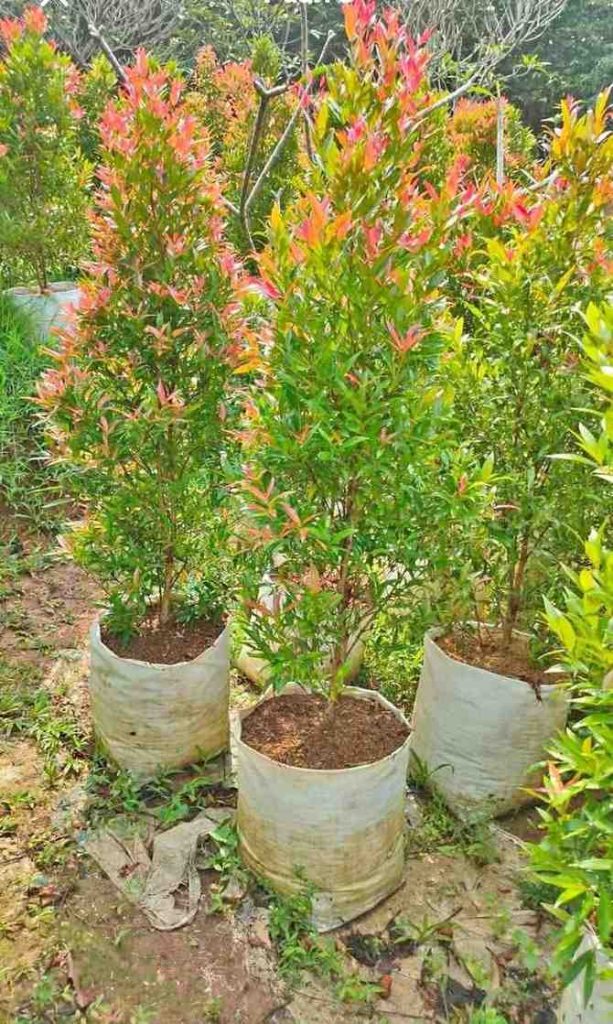jual pohon pucuk merah 11