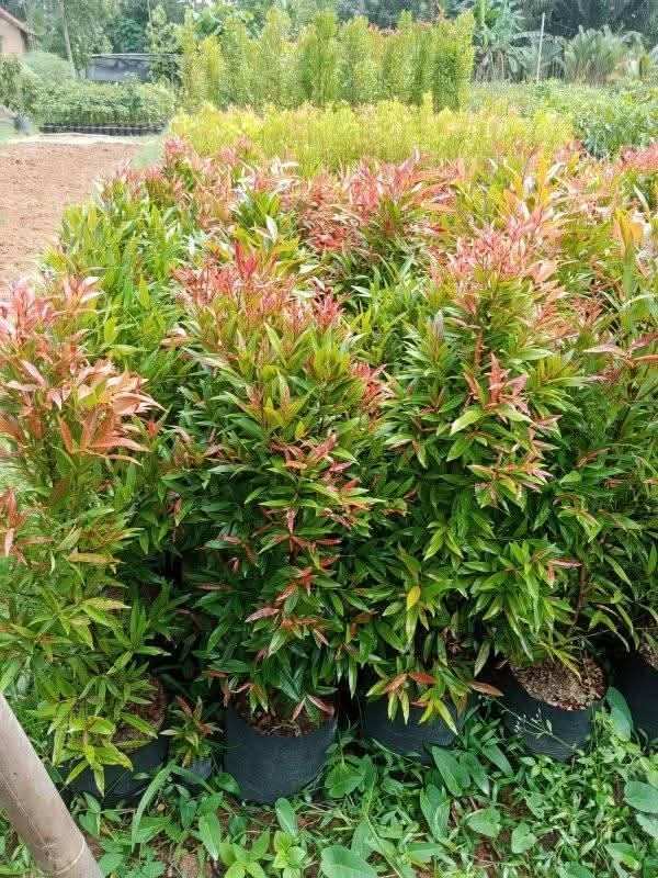 jual pohon pucuk merah 2