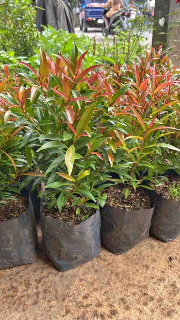 jual pohon pucuk merah 7