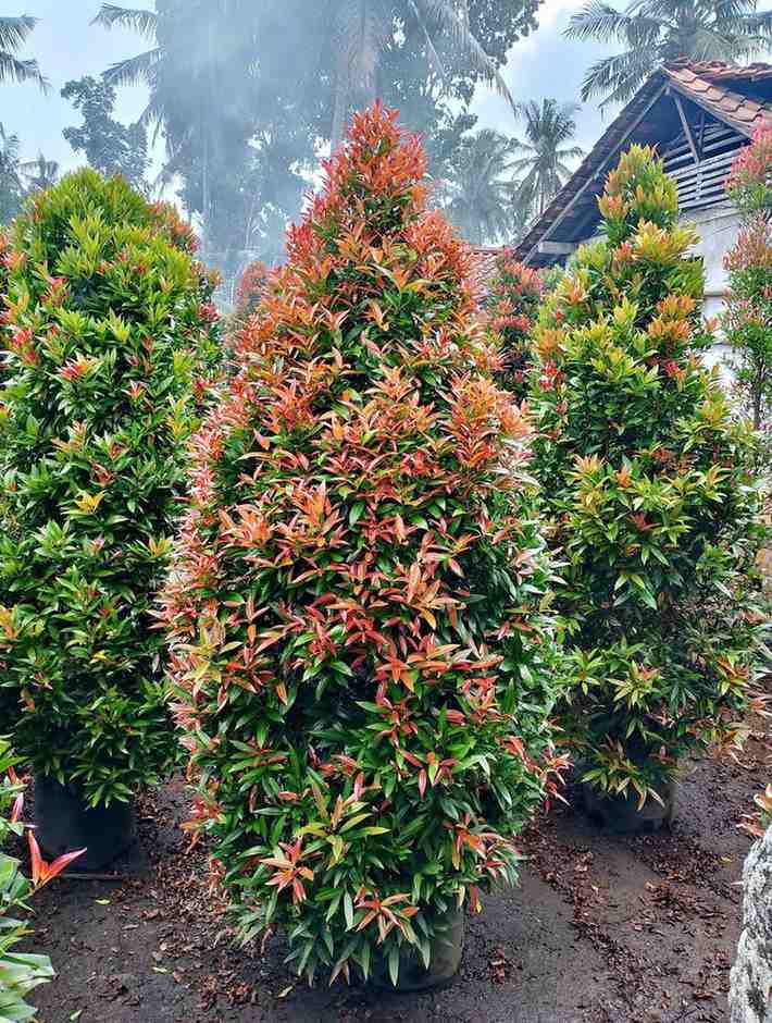 jual pohon pucuk merah 8