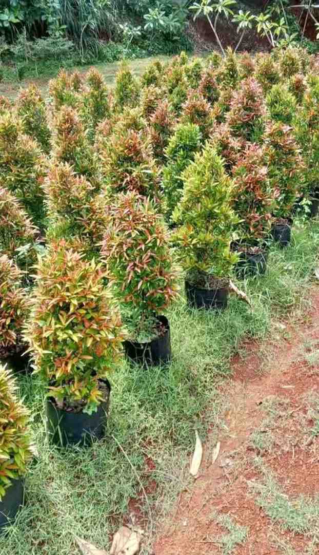 Jual Pohon Pucuk Merah Tinggi ±2 Meter