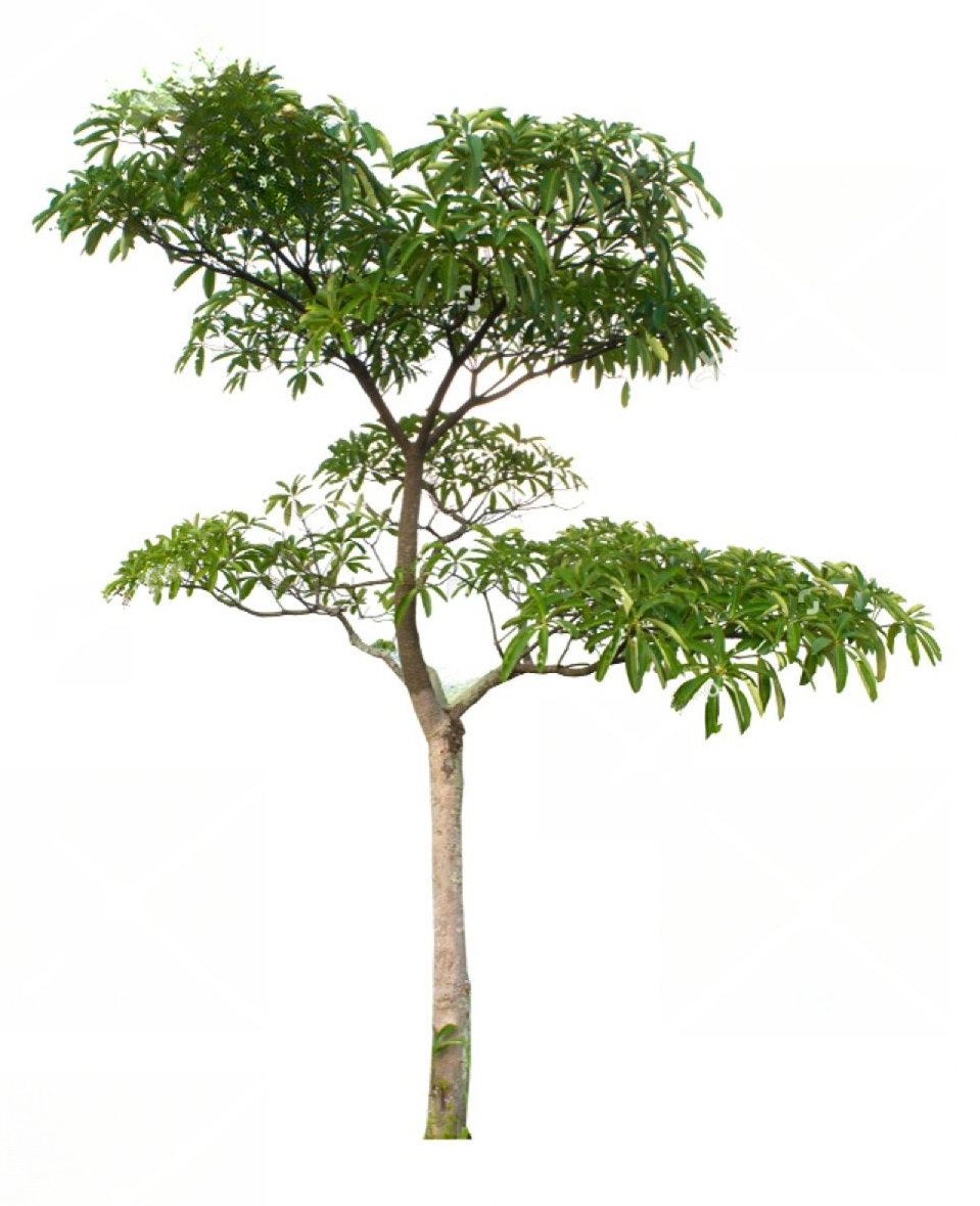 Jual Pohon Pule Tinggi 3 Meter