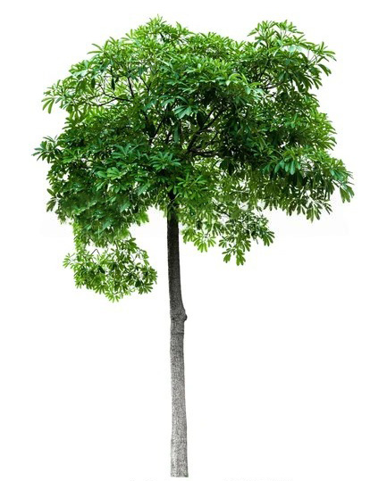 Jual Pohon Pule Tinggi 4 Meter