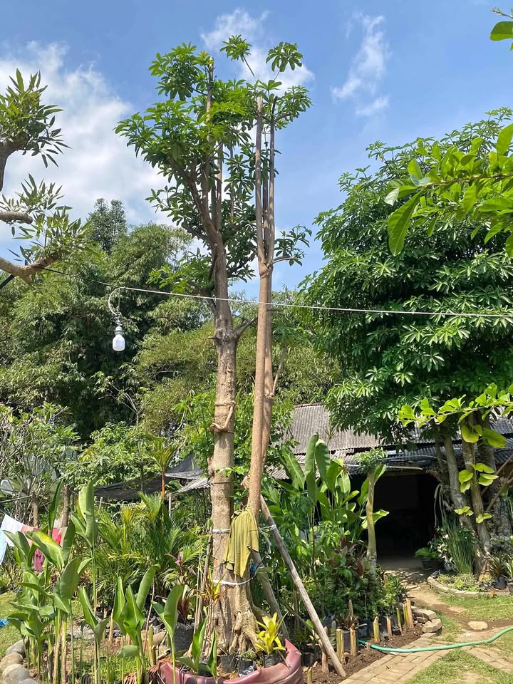 Jual Pohon pule besar stok