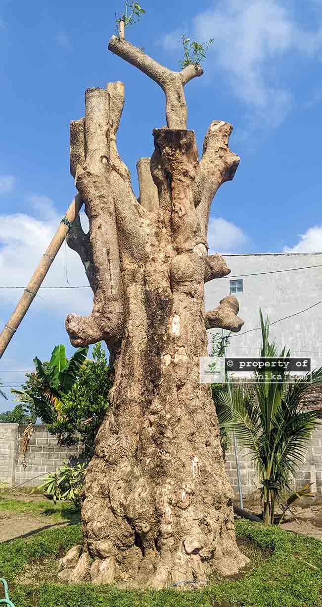 Jual Pohon Pule Fosil