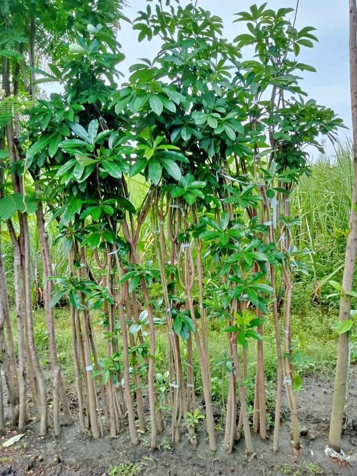 Jual Pohon pule kecil 1 meteran
