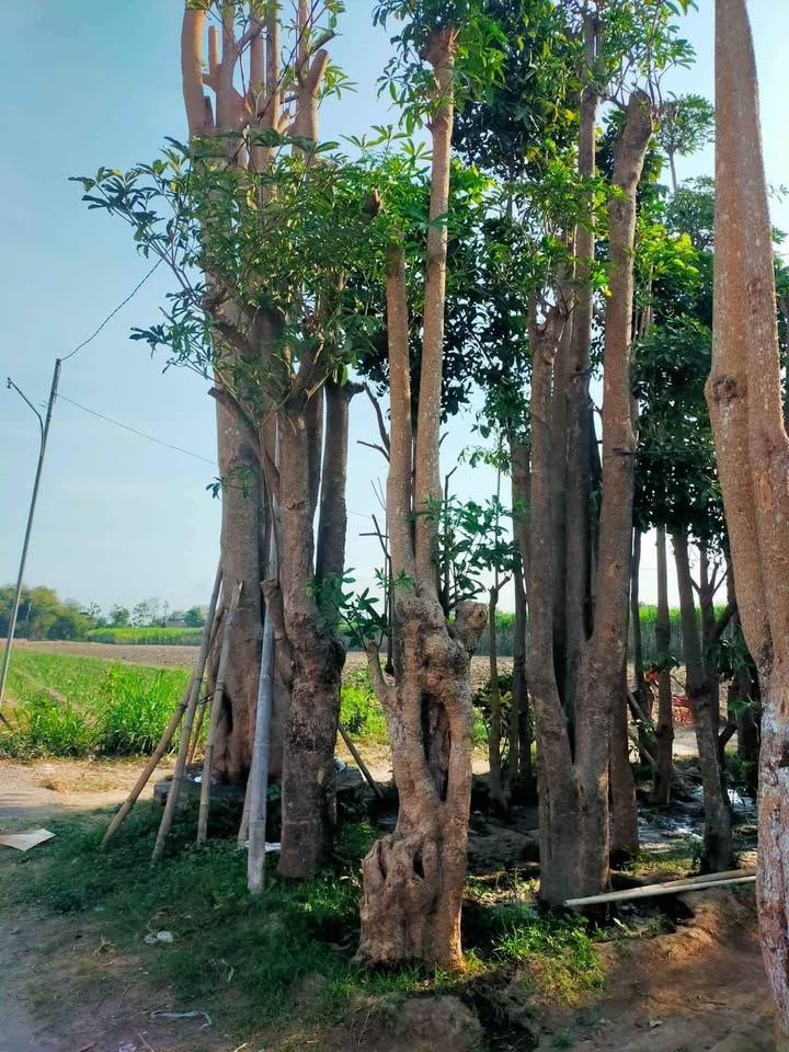 Jual Pohon pule stok banyak
