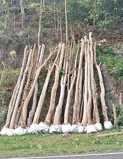 jual pohon pule tinggi 3 meter