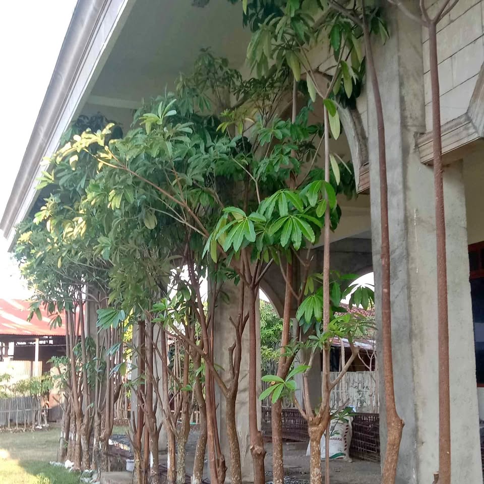 Jual Pohon pule stok kecil