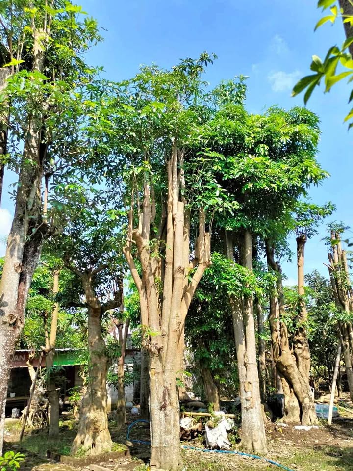 Jual Pohon Pule Tinggi 5-7 Meter