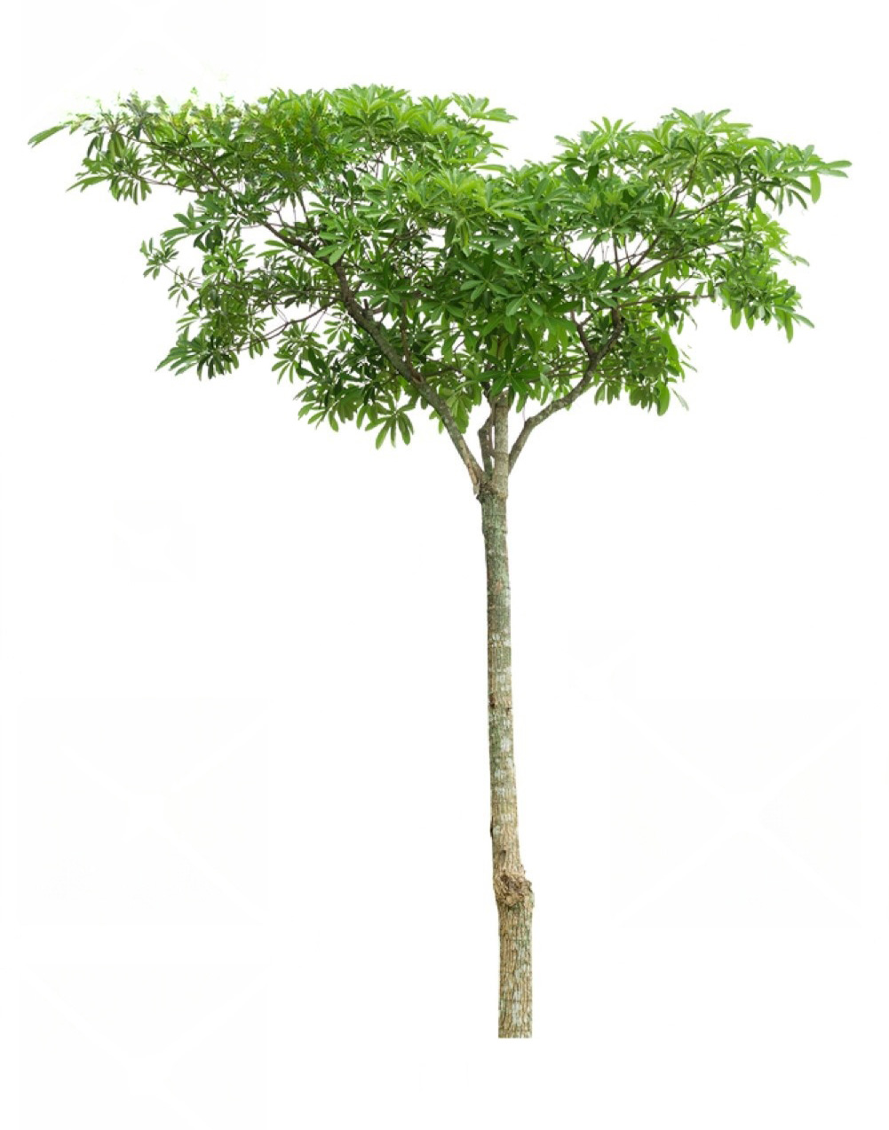 jual Pohon Pule Tinggi 1 Meter